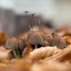 蘑菇日益增长的草有毒的蘑菇
