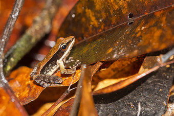 古铜色的青蛙golden-backed青蛙sinharaja国家公园雨森林斯里兰卡斯里兰卡