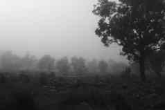 桉树森林覆盖雾早....