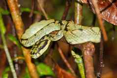 斯里兰卡斯里兰卡绿色坑毒蛇sinharaja国家公园雨森林斯里兰卡斯里兰卡