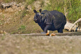 更大的独角<strong>犀牛</strong>皇家巴蒂亚国家公园尼泊尔