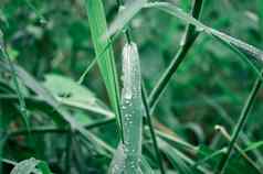 雨滴叶雨下降叶子极端的关闭雨水露水滴叶片草阳光反射冬天多雨的季节美自然摘要背景宏摄影