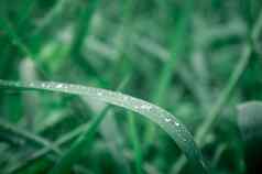 雨滴叶雨下降叶子极端的关闭雨水露水滴叶片草阳光反射冬天多雨的季节美自然摘要背景宏摄影