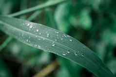 雨滴叶雨下降叶子极端的关闭雨水露水滴叶片草阳光反射冬天多雨的季节美自然摘要背景宏摄影