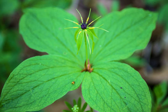 真正的<strong>情</strong>人的结巴黎quadrifolia