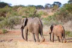 大象走风景萨凡纳肯尼亚