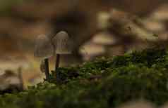 小真菌蘑菇