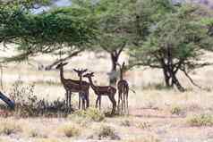 非洲瞪羚肯尼亚稀树大草原食物