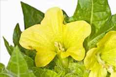 黄色的天仙子中世纪的医学植物