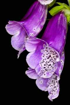 紫色的毛地黄医学植物