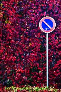 交通标志秋天的彩色的叶子