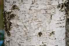 桦木硬木树纹理背景混合森林
