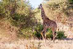 长颈鹿走布什肯尼亚