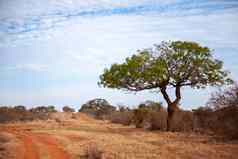 大树红色的土壤风景肯尼亚