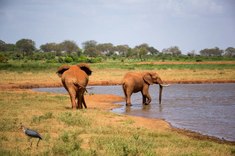 红色的大象<strong>水潭</strong>萨凡纳肯尼亚