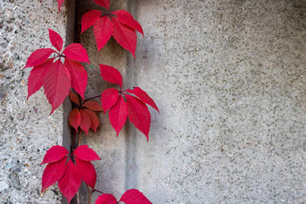 石头墙红色的艾薇叶子复制空间背景纹理攀爬植物背景复古的风格红色的植物叶子难看的东西墙