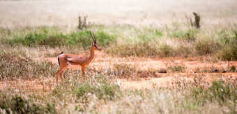格兰特瞪羚啃食浩瀚肯尼亚萨凡纳