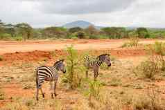 斑马走风景肯尼亚