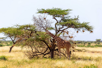 索马里<strong>长颈鹿吃</strong>叶子金合欢树