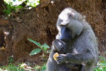 狒狒发现水果吃