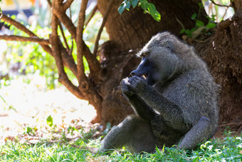 狒狒发现水果吃