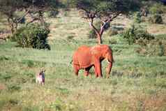 大红色的大象走萨凡纳植物