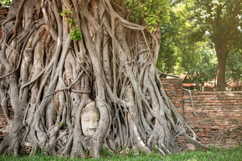 古老的<strong>佛</strong>头根树Mahathat寺庙ayu