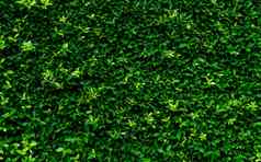 特写镜头常绿对冲植物小绿色叶子对冲墙