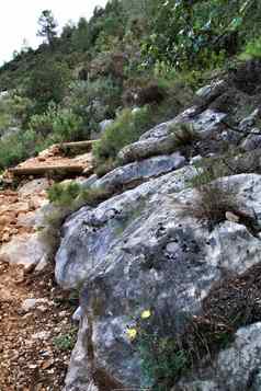 石头纹理山景观本地的灌木康尼夫