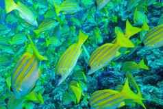 蓝条纹鲷鱼北阿里环礁马尔代夫