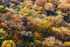 色彩斑斓的秋天树背景秋天森林壁纸