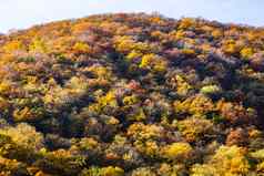 色彩斑斓的秋天树背景秋天森林壁纸