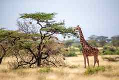 索马里长颈鹿吃叶子金合欢树