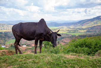 瘤牛牛牧场岛马达加斯加