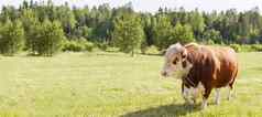 牛象征星座标志金牛座横幅大牛环鼻子站在庄严地郁郁葱葱的夏天草地牛奶牛放牧绿色草地景观东部星座