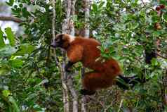 红色的变化狐猴坐在分支树