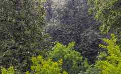 长快雨滴下降绿色森林阳光明媚的多风的条件