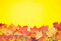布局红色的橙色秋天枫木叶子花园苹果明亮的黄色的背景