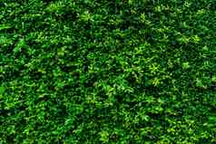 特写镜头常绿对冲植物小绿色叶子对冲墙