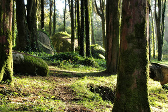 多叶的森林巨大的岩石形成树辛特拉