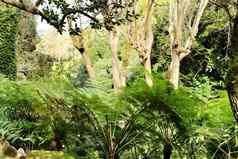 多叶的绿色花园大蕨类植物辛特拉
