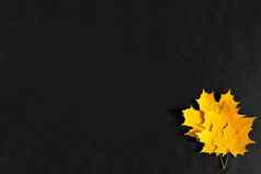 秋天黄色的枫木叶子黑色的背景金秋天9月10月11月Copyspace视图前弗拉