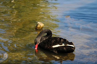黑色的美丽的天鹅游泳湖阳光明媚的一天黑色的天鹅饲料水生植物小藻类鄙视粮食