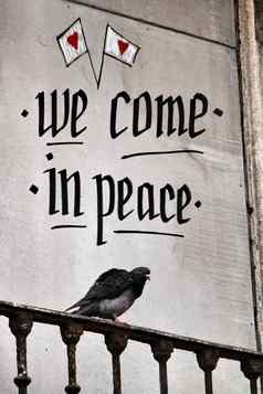 鸽子栖息阳台和平消息
