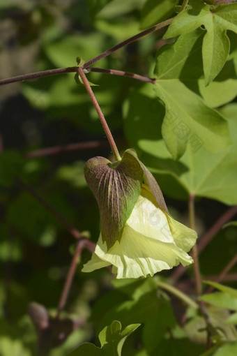 黎凡特<strong>棉花</strong>