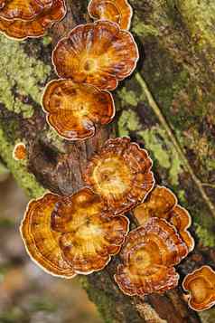 野生蘑菇sinharaja国家公园雨森林斯里兰卡斯里兰卡