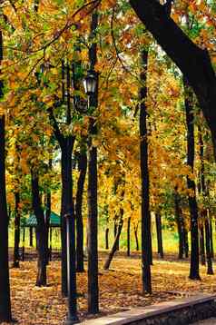 复古的街灯娱乐公园背景黄色的明亮的树美丽的秋天温暖的景观模板设计