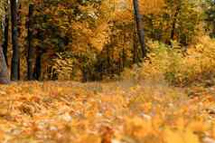 秋天阳光明媚的景观路黄色的森林秋天公园树下降秋天叶子地面公园阳光明媚的10月一天模板设计