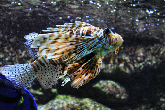 天蝎科鱼水族馆