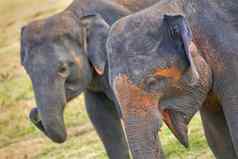 斯里兰卡斯里兰卡大象明内里亚国家公园斯里兰卡斯里兰卡